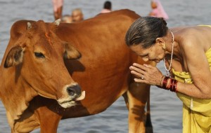 یک هندو در حال نیایش یک گاو. تصویر در قلمرو عمومی است. منبع: defence.pk